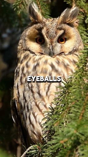 Owls Are The Silent Assassins Of The Sky Masters of Stealth Flight #owls #animalfacts