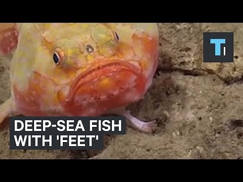Deep-sea fish with 'feet'