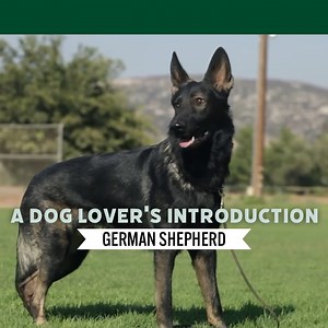 243K views · 6K reactions | One of the Nation's favorites: The German Shepherd ♥ | Dogumentary TV | Facebook