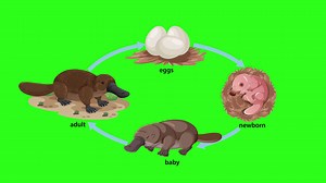 Platypus Life Cycle Animation With Green Stock Footage SBV-352655531 - Storyblocks
