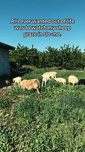 They’re so pretty tho… #homesteadlife #cultivatingthebeautifullife #intentionalliving #homesteading #garden #spring #lifeisbeautiful #seasonalliving #getit it | The Elliott Homestead