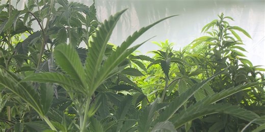 ‘It’s a long time coming’: Enlite Cannabis Dispensary opens new location