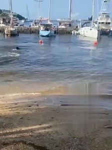 Whale shark in problems at Peake Marine Chaguaramas... Hope it gets to open water... UPDATE: He made it out to sea, according to info coming in. 🙂🙂 | Angry Trini