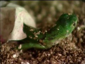 Iguana Faces - Guatemala