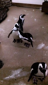 #NationalSiblingsDay means preening! The African Penguin, as well as other birds, will fix each other's feathers, a behavior that is similar to monkey grooming. All penguins frequently groom their plumage, either themselves or will have another individual do it. This removes parasites and keep their feathers healthy. This activity is crucial because it is their plumage that insulates them from the cold and icy water and prevents a lethal body temperature drop. A gland next to the base of their t