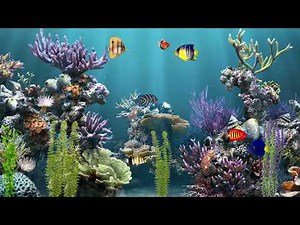4K Video (30 min) coral reef - animated background