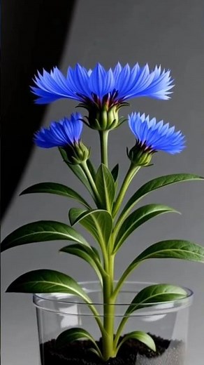 Cornflower Growth Timelapse in a Transparent Pot”