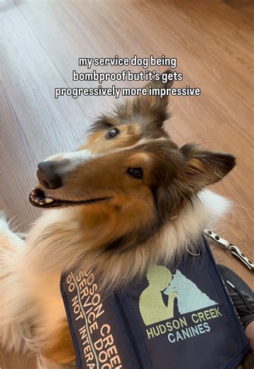 Essential Tips for Service Dog Training