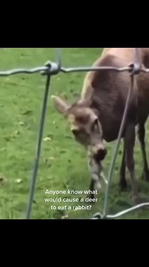 I think I have now officially seen everything. What would cause a deer to hunt and eat a rabbit? #deerhunting #scaryanimals #scaryanimalencounters #hunting #weirdanimals #zombies #supernatural #wtfmoments #ihavechills #redstag #elk #neverseenbefore #scary #omg #predatorhunting #sickanimal #horror #terror