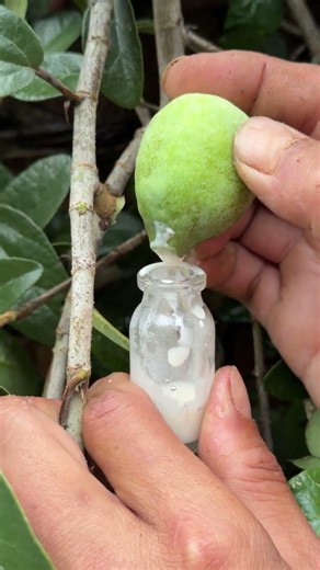The process of artificial extraction of fig juice