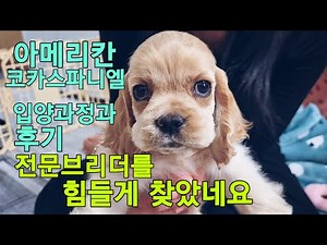 Introduction to the puppy adoption process/Adoption reviews from a purebred American Cocker Spani...
