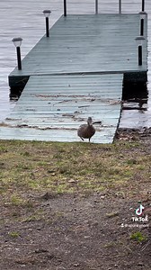 2.1K views · 416 reactions | My very own runway model. Isn’t she beautiful? | Photography by Susannah Warner | Facebook