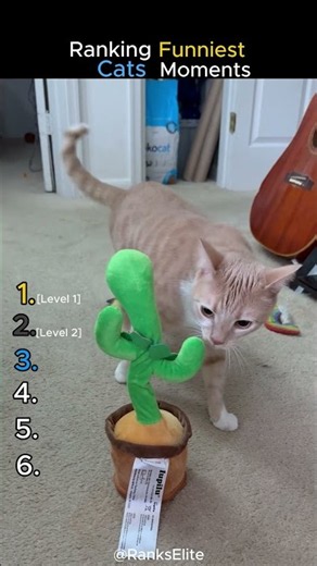 Ranking Funniest Cat Moments 😹 #1 Will Break You