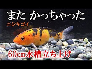 [Nishikigoi Aquarium] Setting up a 60cm aquarium! Now it's time to get serious about it! [Aquarium]