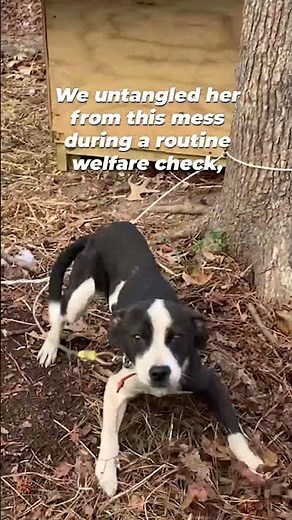 No dog’s entire life should be spent tied up; bring them inside 💙