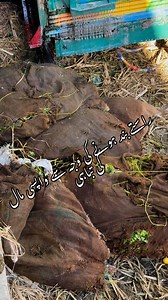 9.4K views · 171 reactions | Roz raste band hona logo ka kaafi nuksan zamindar tabah tajir tabah ho gae #quettamandi #Balochistan #quetta | Amc 122 | Facebook