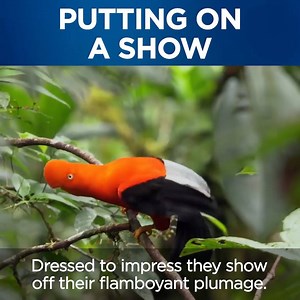 We might think they're beautiful but their females don't always think so. 🐥 | Discovery Channel UK