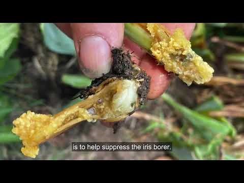 When to Cut Back Irises