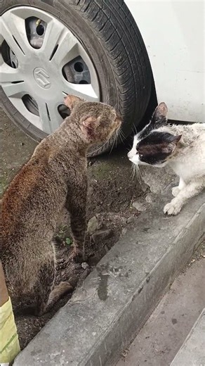 😺 fight