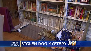 WATCH: Family Offers $5,000 Reward For Return Of Stolen Pet - A couple came back from a party and noticed parts of their Lake Highlands home had been ransacked and their dog Zane, a Shih Tzu, was gone. | CBS News Texas