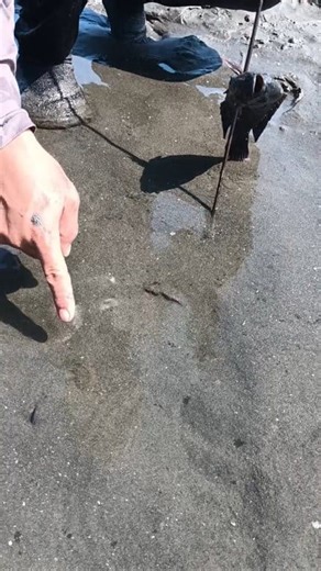 Ambush fish for their preys | Mga kabuknoy