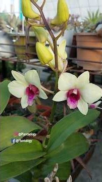 3 Important Care Tips for Imported Dendrobium Orchids // Orchid Plant Care