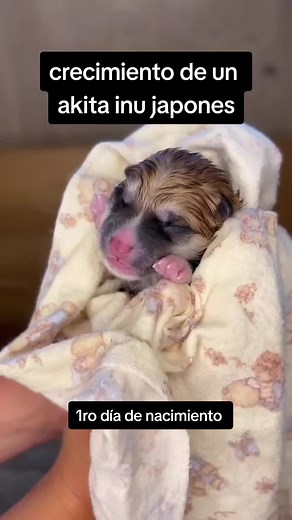 JOMEI-AKITA INU JAPONES on TikTok