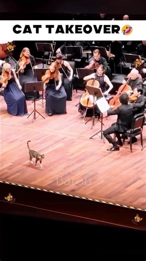 Can Cats Rule the World? 😁 Part 2