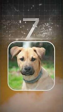 "The Top 10 Wild Hog Hunting Dogs: Unleashing the Best Breeds!"