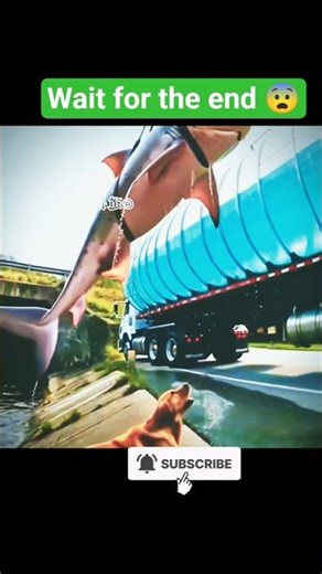 💔 HEARTBREAKING: Dog Tries to Save Trapped Dolphin! #Rescue #shorts #shortvideo #viral #trending