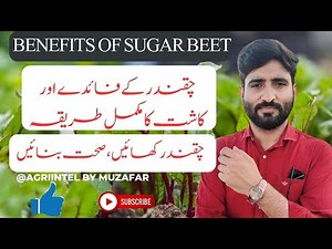 Sugar beet harvest|How to Grow Sugar Beet|Production Technology & Health Benefits|beet cultivation