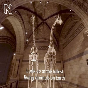 22K views · 438 reactions | Explore millions of years of life on Earth. From a meteorite as old as the solar system to the tallest living animals on Earth, see it all under one roof. | Natural History Museum, London | Facebook