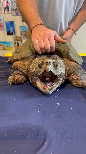 3.1K views · 205 reactions | Beer and turtles. It’s kind of our (boo)...