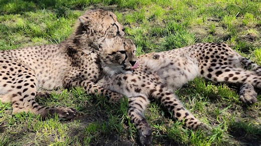 🐾 Family time at Wildlife Safari is truly special! Witnessing the heartwarming bond between our cheetah boys as they enjoy some grooming time together. 💕 There's nothing quite like seeing these adorable moments. Come out to the Safari this weekend and make some unforgettable memories with your loved ones! | Wildlife Safari