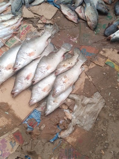 kowa da sana ar sa ya Allah kadafa mana 🤲🐋 #gamjigidankifi #fish #viral