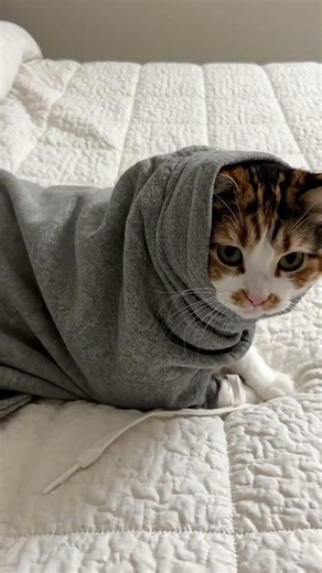 Cat stuck in sweater sleeve won't come out 🐱👕 #shorts #cats #funny