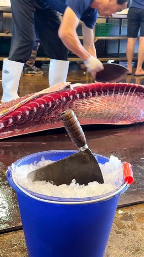 iTravel❤️愛七桃 on Instagram: "perfect bluefin tuna cuts using legendary knife technique #knifemastery #seafoodreels #satisfyingvideo"