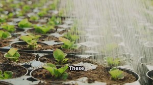 The Almond Lifecycle: From Growing to Snacking
