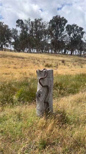 Brown Snake Feeds on Juvenile Bearded Dragon
