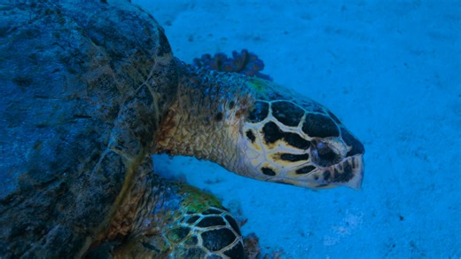 A hawksbill sea turtle exploring the ocean floor