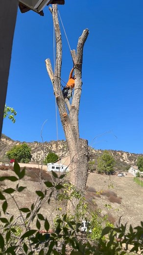 Precision and power—watching the pros take down a hazardous tree, piece by piece. #TreeRemoval #ArboristLife #TreeServices #ClimbingCuts #TSLTreeService | TSL Tree Service & Landscaping