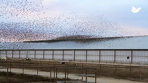 AVIX Autonomic Mark II is the newest generation of automated intelligent laser bird repellents. It is an effective solution to repel birds in an animal friendly way. The AVIX Autonomic covers the area that needs protection from birds continuously. Birds perceive the approaching laser as a physical danger and avoid the area. The laser bird repellent has proven to be effective over time without habituation. Why AVIX Autonomic: - Immediate and long-lasting results - Effective bird repelling across 