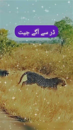 Brave Baboon Fights Leopard to Protect His Family