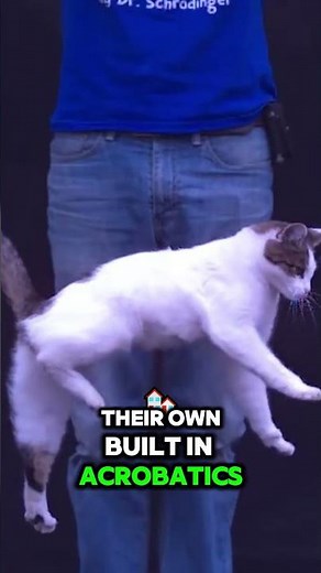 How Cats Always Land on Their Feet: The Righting Reflex Explained!