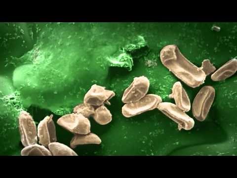 BASF discovers next generation fungicide: Xemium®