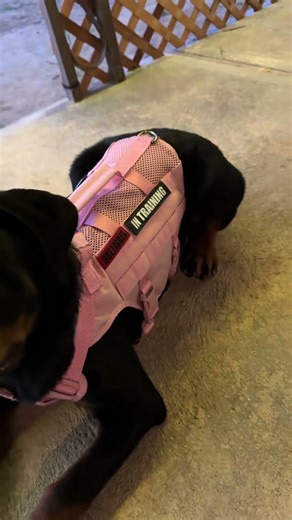 @oopsitsdaisyx Pretty Gurl Club. Let's see your doggos in the comments! #dog #dogshorts 👍