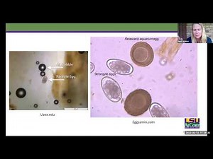 DIY Equine Fecals & Updated Equine Deworming protocols