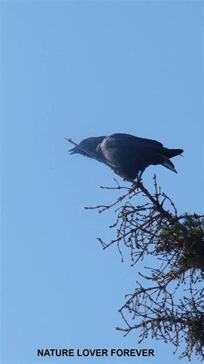 Loud crow calling #shorts #birds #wildlife