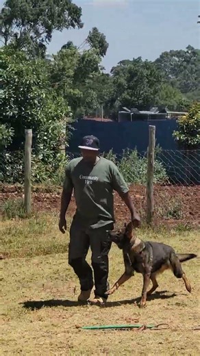 Heel and switch command