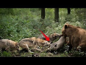 BEAR VS WOLF: DEADLY FIGHT FOR FOOD